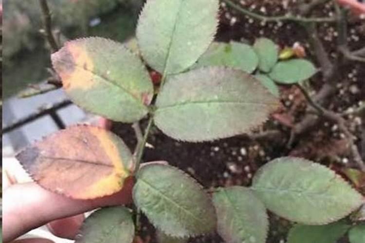 怎么判断月季是否肥害