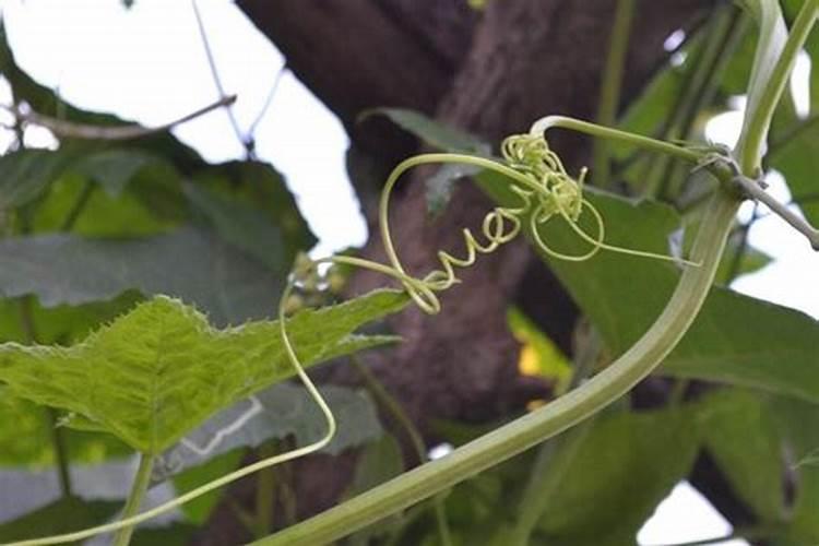 植物有机肥,怎样DIY家用有机肥,只要植物的,有没有不用红糖发酵的方法...