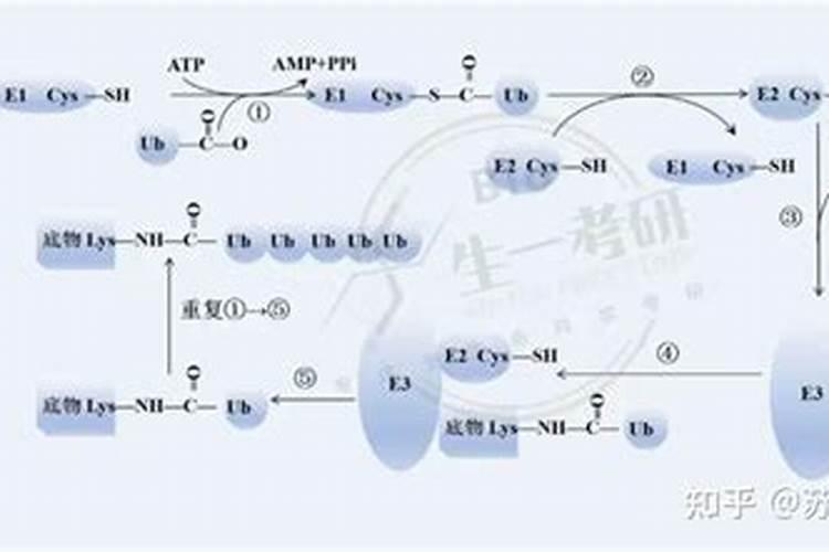 月季白粉病是什么原因造成的