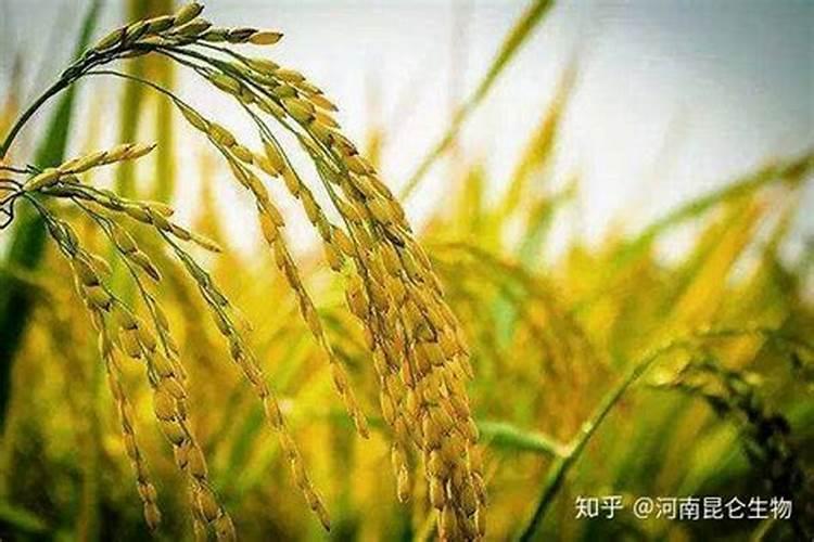 青菜施肥了几天后可以吃