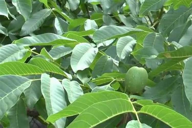 怎么给花补氮肥