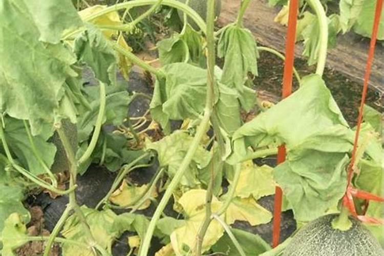 哈密瓜是早上授粉好还是下午授粉好？