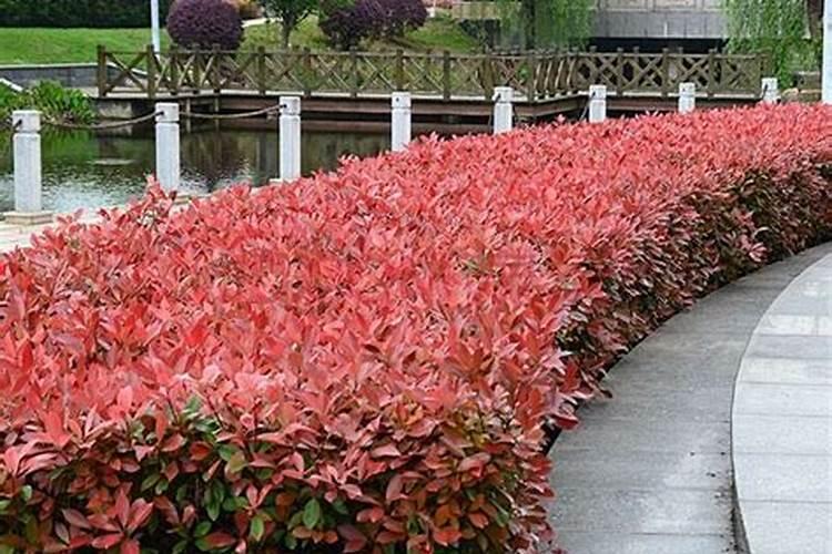 石楠苗要多长叶子用什么叶面肥好？