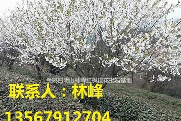 洋绣球花有毒吗 可以放在室内养吗