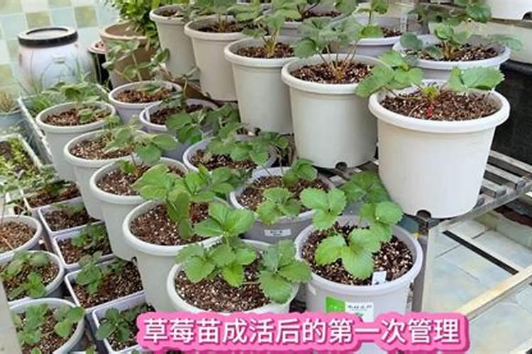 草莓苗怎么种植和浇水施什么肥