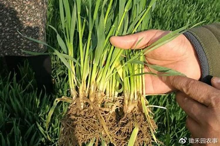 小麦清明前后还能撒尿素吗