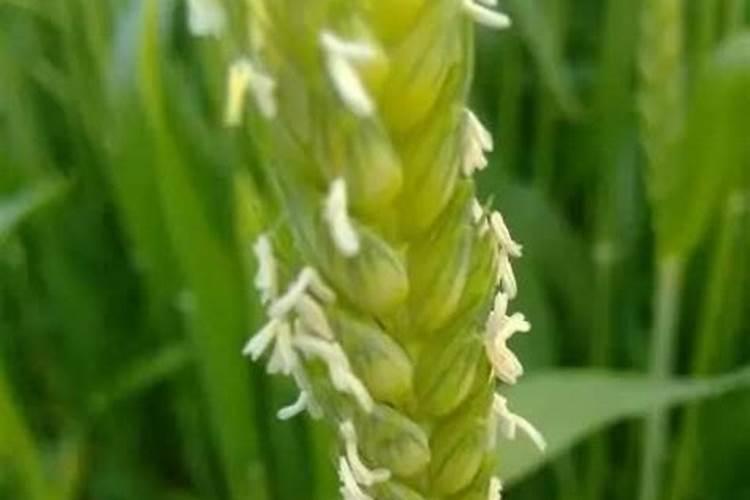 小麦扬花期可以施氮肥吗 能不能撒施尿素