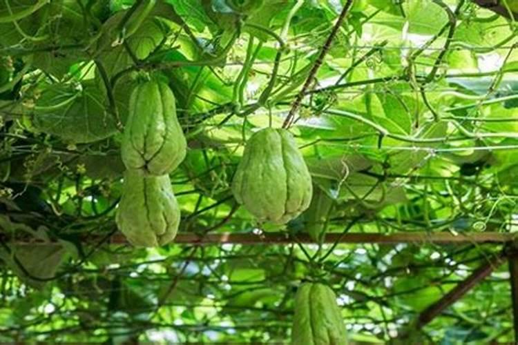 佛手瓜栽培的方法