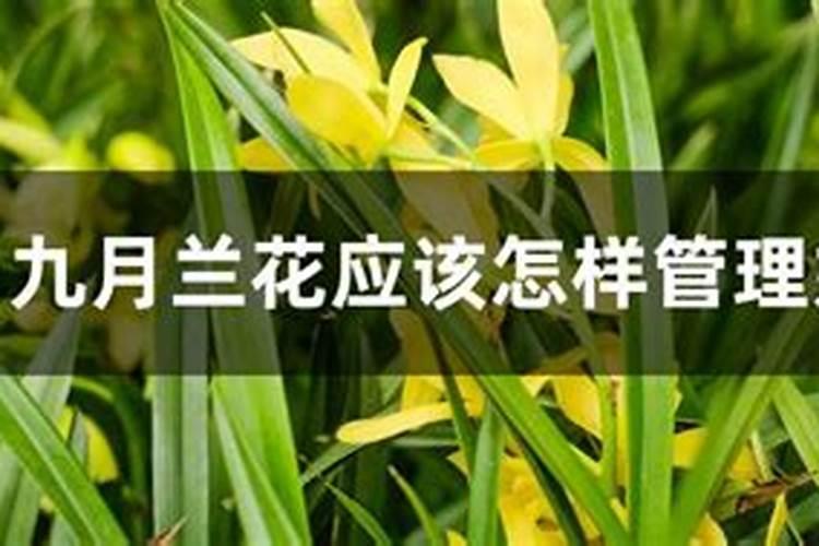 八九月养护兰花避免做的事情