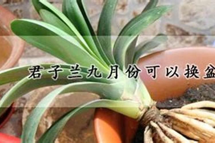 兰花什么时候施肥最好,兰花施肥用什么肥最好(氮磷钾肥)