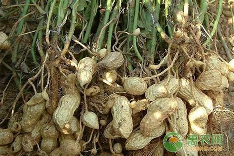 花生后期追肥使用什么肥料