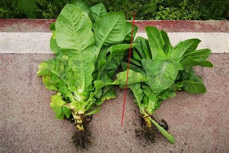 淘米水是氮肥还是磷肥