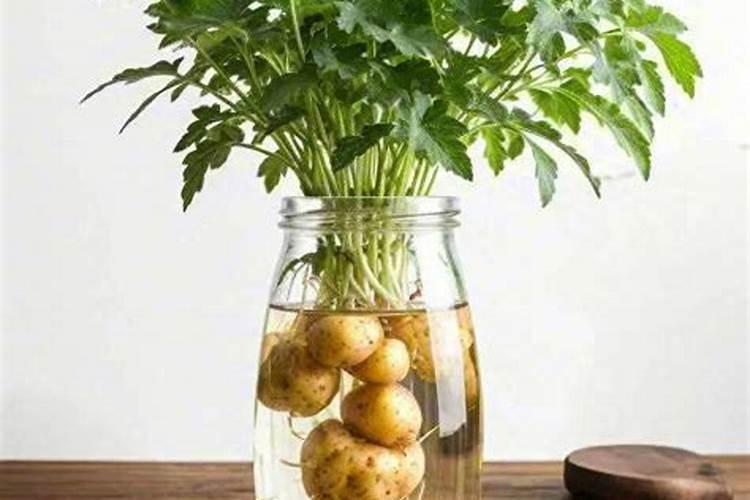 自制浇花肥料水