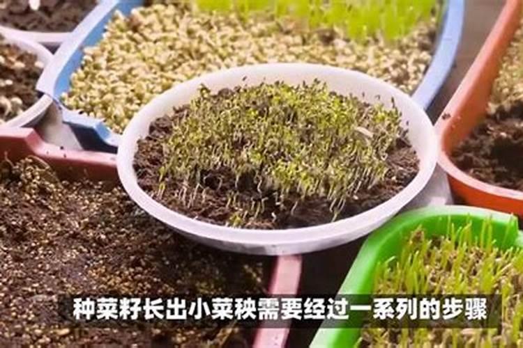 农用叶面肥木醋液哪家快