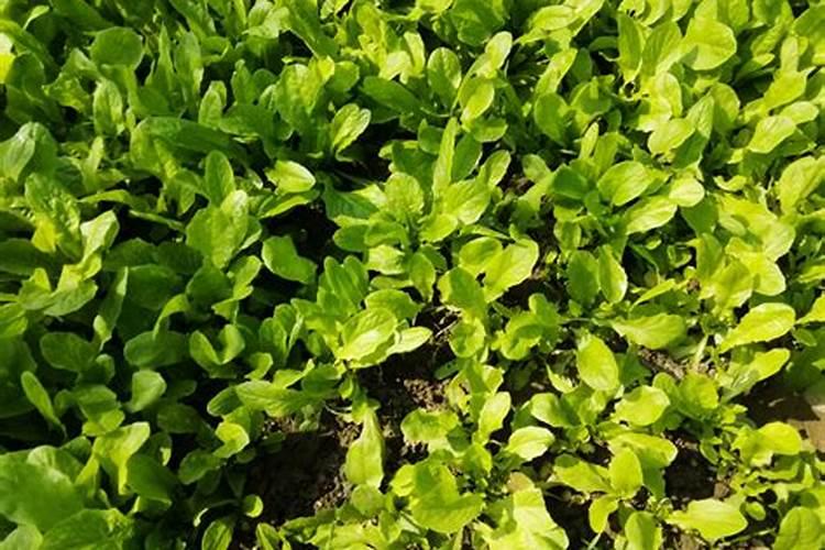 世奇氨基酸叶面肥最建议买的三样产品