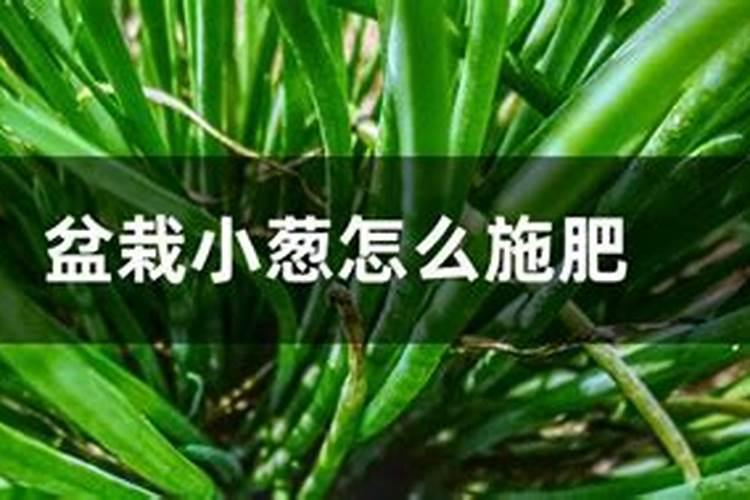 小葱用什么肥料长得快