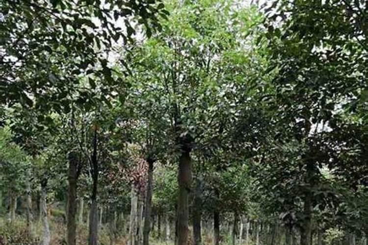 香樟树叶子冻干了怎么办？