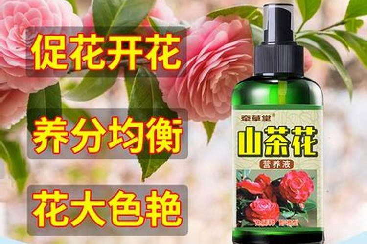 山茶花浇什么肥料合适
