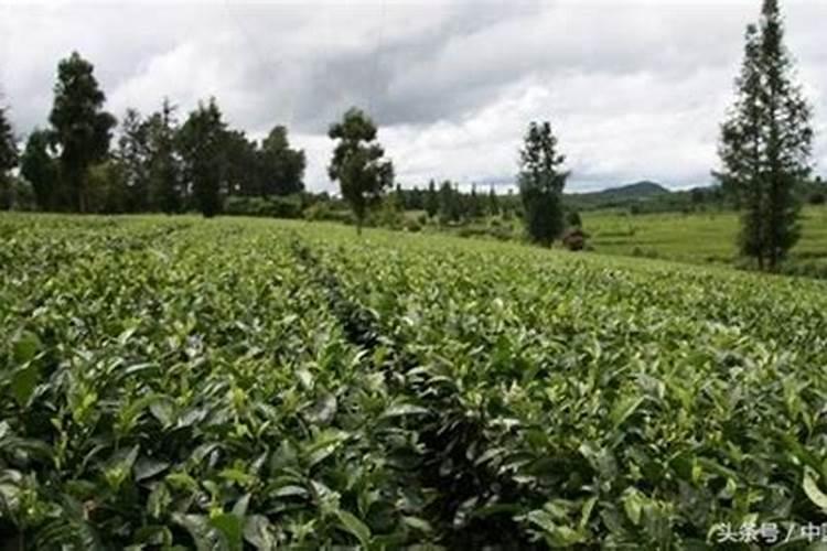 山茶施肥应注意哪些问题？