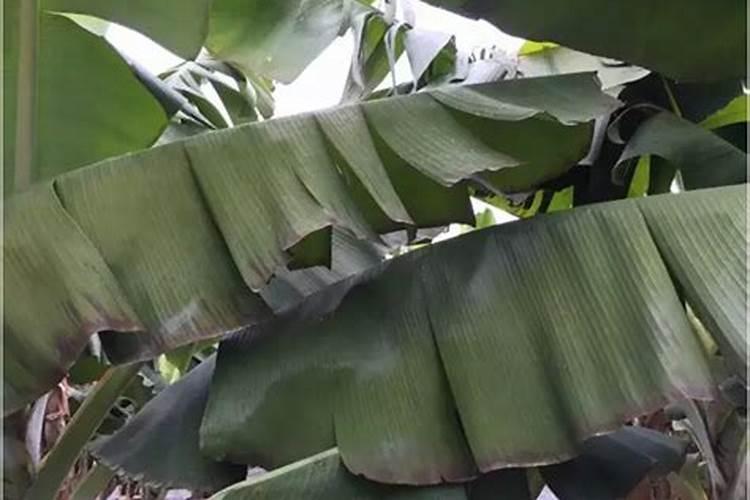 香蕉叶冻坏了蕉树已经结果了,香蕉还有生长能力吗？