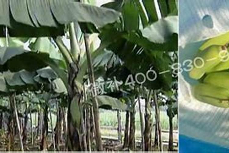 香蕉用什么叶面肥？香蕉什么时候打叶面肥？香蕉促花保果膨大防晒用金泰靓...