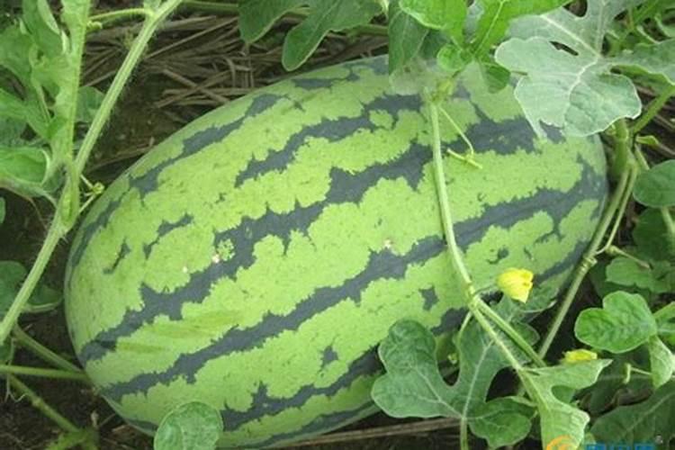 肥料施在地里不溶解,究竟是地的原因还是肥料的