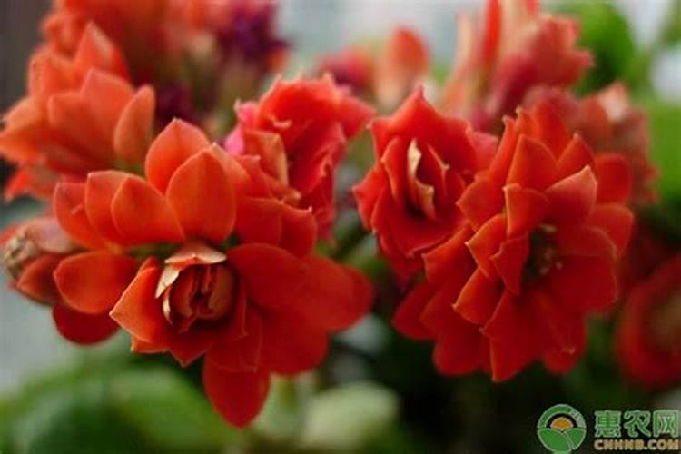 上海绿泽芸乐收的价格？