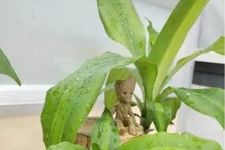 氮肥浇花多久一次 氮肥浇花需几天一次？