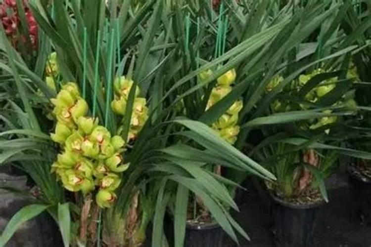 大花蕙兰施肥方法 怎样给大花蕙兰施肥