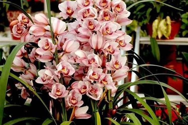 大花蕙兰施肥方法