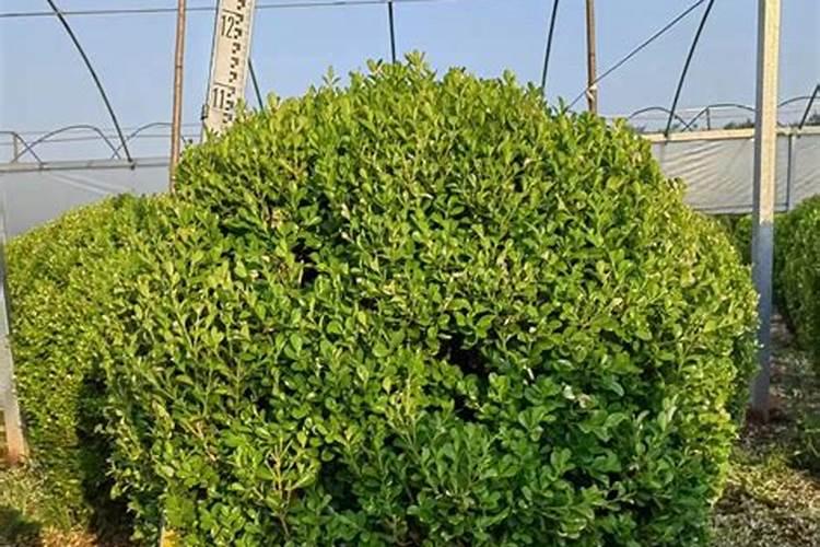 在池塘中养殖小龙虾,冬季如何肥水？