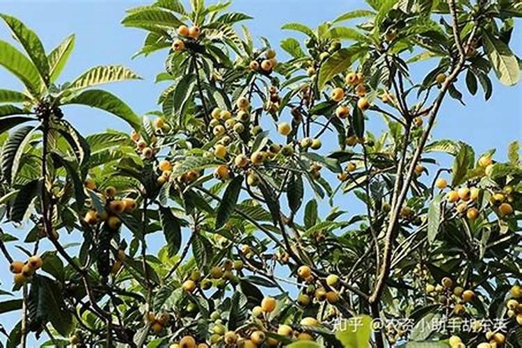 芸苔素哪个厂家出的最好