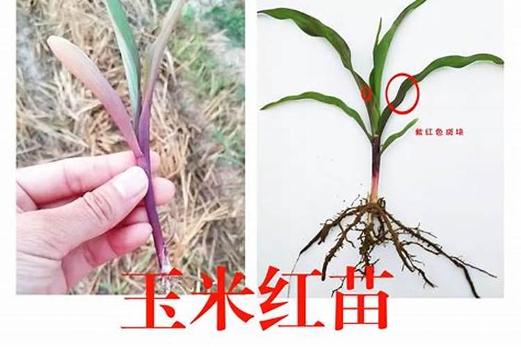 影响磷肥合理分配和施用的因素有哪些