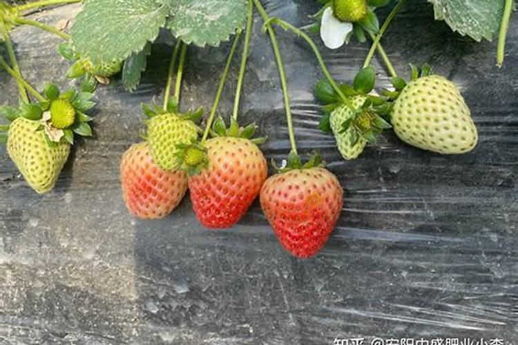 草莓想要果甜该如何施用水溶肥