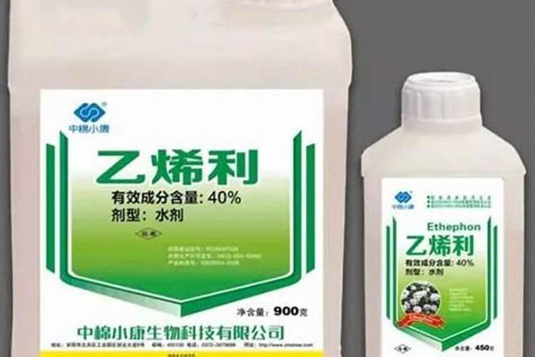 日光温室种植番茄怎样实现均匀着色？