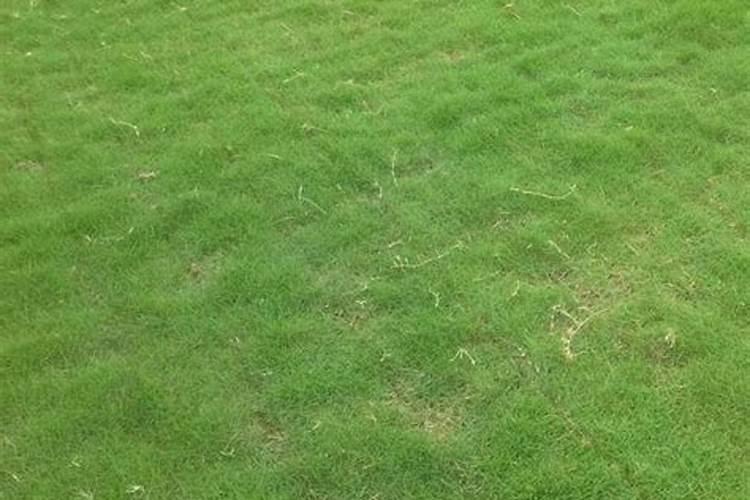 哈密瓜种植方法