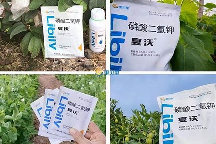 怎么把苹果籽里的有害物体取出来