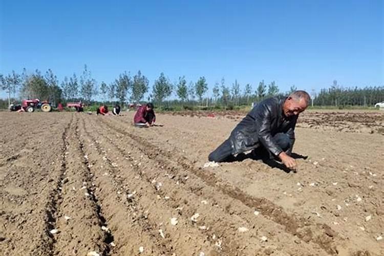 撒过磷肥可以立即种大蒜吗