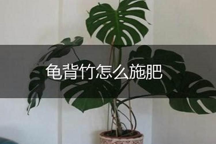 龟背竹如何施肥,龟背竹施什么肥最好(图)