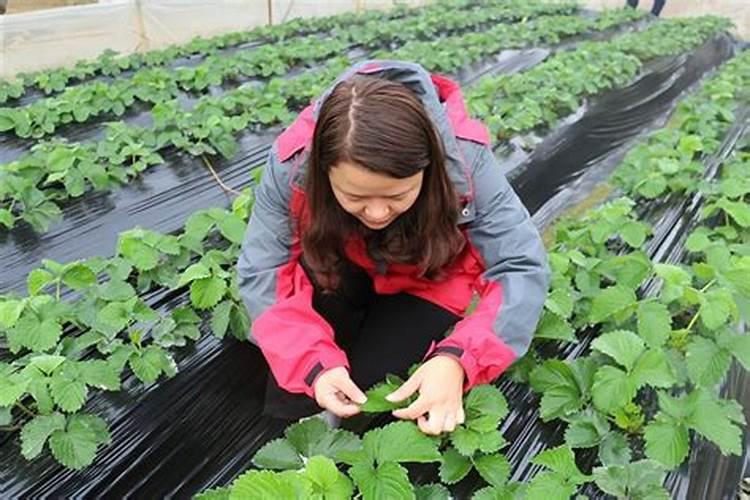 氮肥叶面喷施的作用