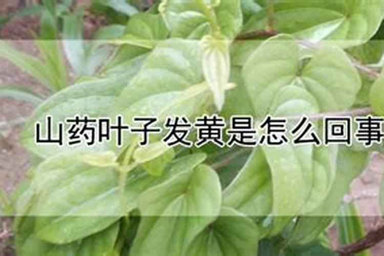 山药根腐枯萎病用什么药效果好,黄叶死苗烂根用什么杀菌剂,枯萎黄萎怎...