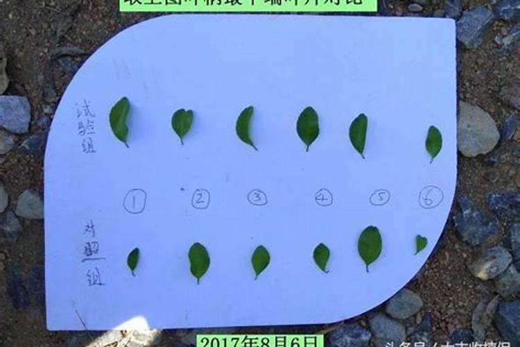 黄腐酸钾正确兑水方法