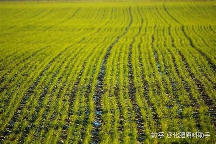 果树施肥果树土肥水管理上的4个误区,你中招了吗