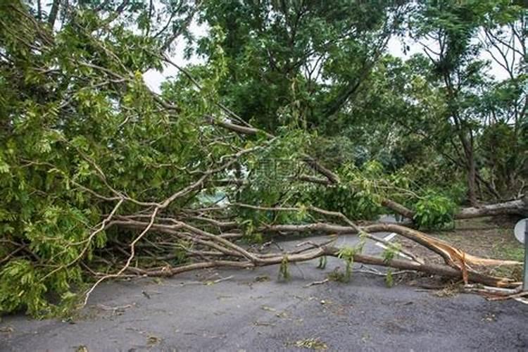 连作烟田,烟草青枯病为何发生严重