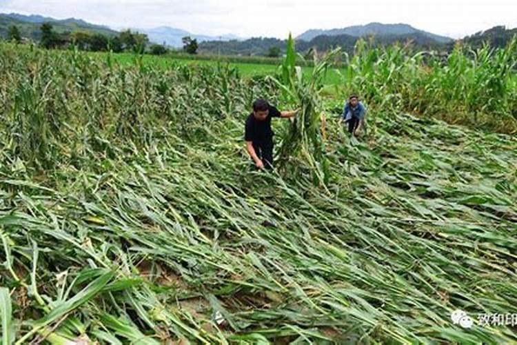 如何正确挑选化肥？