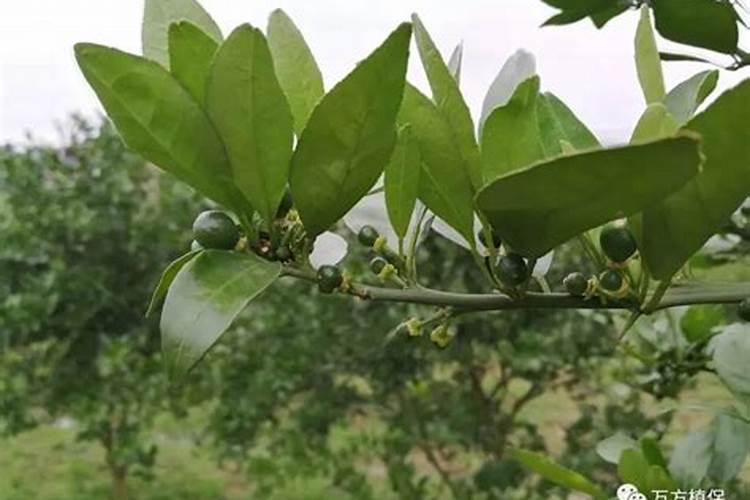 沙糖桔花蕾期,应做好什么管理工作