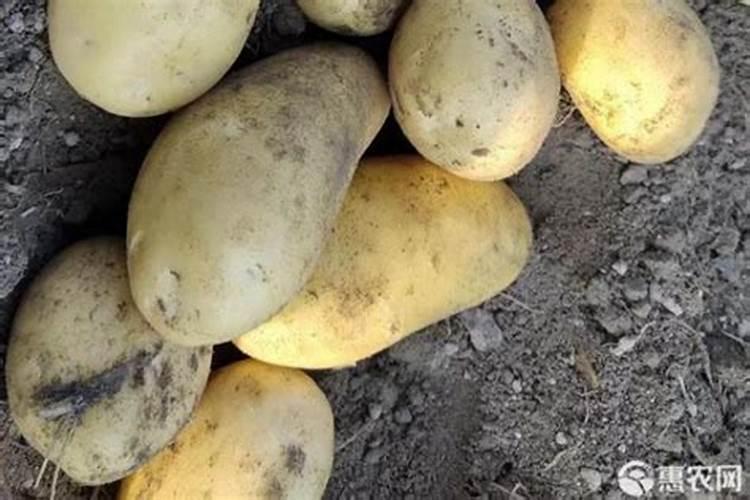 土豆花期每次每亩施氮磷钾各需多少斤