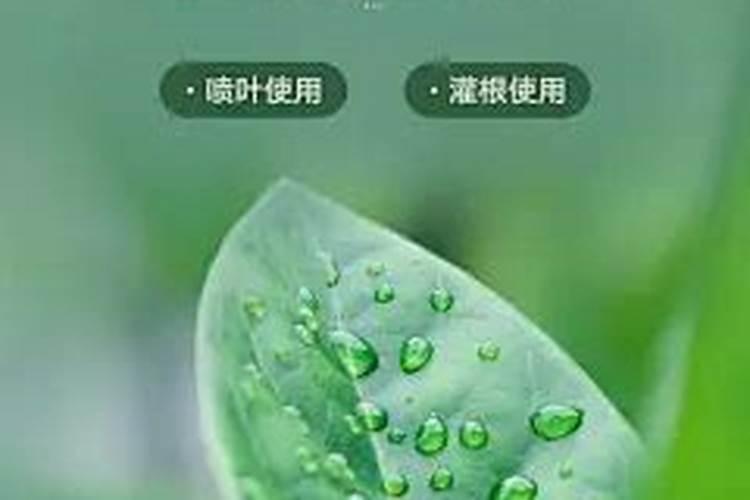 水养绿萝的营养液自己怎么配置