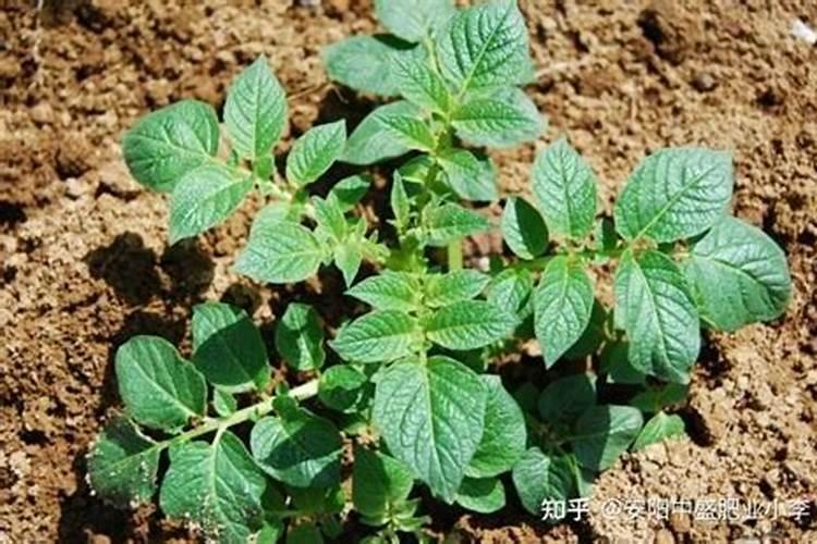 玉米多少片叶子开始追施做拐肥