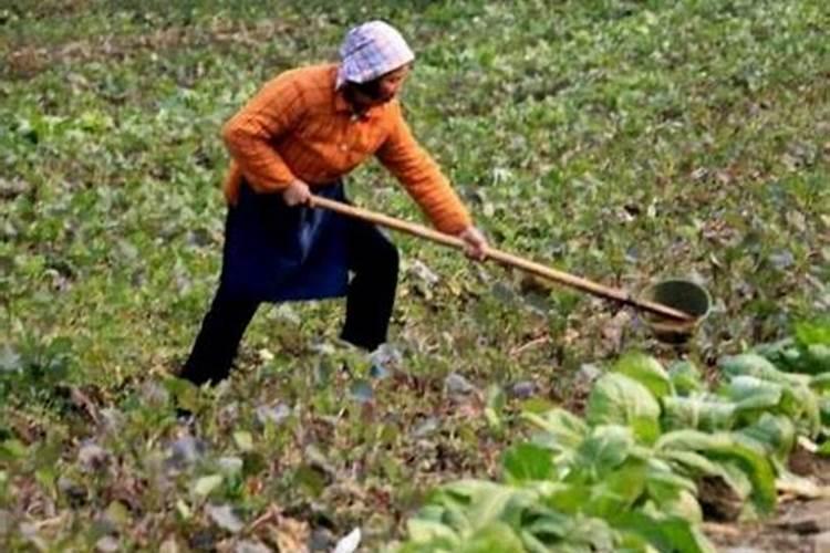 种花生用什么肥料最好,怎么施肥